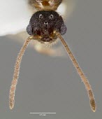 Male Harpagoxenus canadensis specimen, head detail Ants,Formicidae,Sawflies, Ants, Wasps, Bees,Hymenoptera,Insects,Insecta,Arthropoda,Arthropods,Wetlands,Animalia,Terrestrial,Vulnerable,Forest,North America,IUCN Red List,Harpogoxenus