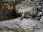 Rufous-throated dipper on rock, rear view Adult,schulzi,South America,Cinclidae,Chordata,Flying,Carnivorous,Sub-tropical,Animalia,Cinclus,Streams and rivers,Aves,Agricultural,Passeriformes,Vulnerable,IUCN Red List