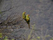 Red-fronted macaw pair in tree top Adult,Animalia,Psittacidae,Aves,Scrub,Endangered,Ara,Psittaciformes,rubrogenys,Flying,South America,Appendix I,Chordata,Appendix II,Herbivorous,IUCN Red List