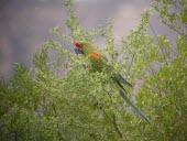 Red-fronted macaw in tree top Adult,Animalia,Psittacidae,Aves,Scrub,Endangered,Ara,Psittaciformes,rubrogenys,Flying,South America,Appendix I,Chordata,Appendix II,Herbivorous,IUCN Red List