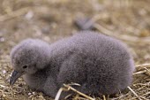 Pink-footed shearwater chick Chick,Procellariidae,Shearwaters and Petrels,Ciconiiformes,Herons Ibises Storks and Vultures,Chordates,Chordata,Aves,Birds,Ocean,Rock,Pacific,Aquatic,Carnivorous,Scrub,Procellariiformes,Flying,Vulnera