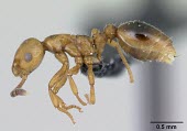 Male shining guest ant specimen, profile Formicoxenus,Europe,Vulnerable,Insecta,Asia,Arthropoda,Terrestrial,nitidulus,Animalia,Hymenoptera,Broadleaved,Formicidae,Carnivorous,IUCN Red List