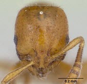 Oxyepoecus bruchi, close up of head Oxyepoecus,Terrestrial,Hymenoptera,Arthropoda,Animalia,South America,Vulnerable,IUCN Red List,Insecta,Formicidae