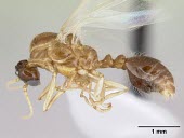 Solenopsis daguerrei specimen, lateral view Solenopsis.,South America,Terrestrial,Hymenoptera,Animalia,Insecta,Formicidae,Vulnerable,Arthropoda,IUCN Red List