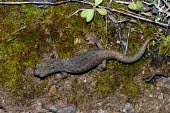 Sardinian cave salamander, dorsal view Adult,Vulnerable,Caudata,Atylodes,Rock,Europe,Carnivorous,Plethodontidae,Forest,Terrestrial,Subterranean,Temperate,Animalia,IUCN Red List,Chordata,Amphibia