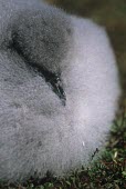 Close up of a Stejneger's petrel chick Chick,Ciconiiformes,Herons Ibises Storks and Vultures,Procellariidae,Shearwaters and Petrels,Chordates,Chordata,Aves,Birds,Animalia,Pterodroma,South America,Vulnerable,longirostris,Procellariiformes,F