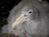 Southern giant petrel adult and chick Chick,South,Terrestrial,Aquatic,Carnivorous,giganteus,Animalia,Vulnerable,Macronectes,Procellariiformes,Procellariidae,Flying,Ocean,Chordata,Shore,Antarctic,Aves,Appendix II,IUCN Red List,Least Concer