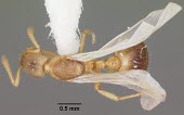 Winged queen Formicoxenus provancheri specimen, dorsal view Ants,Formicidae,Sawflies, Ants, Wasps, Bees,Hymenoptera,Insects,Insecta,Arthropoda,Arthropods,IUCN Red List,Animalia,Formicoxenus,North America,Terrestrial,Vulnerable
