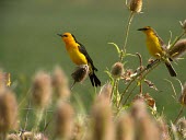 Saffron-cowled blackbird male and female Adult,Adult Male,Adult Female,Passeriformes,Appendix I,Chordata,Aves,Arboreal,flavus,Agricultural,Terrestrial,Flying,Icteridae,Vulnerable,Animalia,Xanthopsar,South America,Carnivorous,IUCN Red List