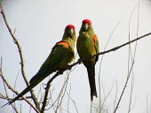Pair of red-fronted macaws perched on branch Adult,Animalia,Psittacidae,Aves,Scrub,Endangered,Ara,Psittaciformes,rubrogenys,Flying,South America,Appendix I,Chordata,Appendix II,Herbivorous,IUCN Red List