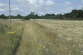 Arable set-a-side, red-tipped cudweed habitat Habitat,General habitat shot (without species),Farmland,Plantae,Asterales,Anthophyta,Photosynthetic,Agricultural,Magnoliopsida,Asteraceae,Heathland,Filago,Europe,Vulnerable,Wildlife and Conservation A