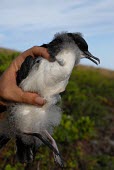 Townsend's shearwater chick being held by a scientist Chick,Conservation,Ciconiiformes,Herons Ibises Storks and Vultures,Chordates,Chordata,Aves,Birds,Procellariidae,Shearwaters and Petrels,Animalia,Flying,Pacific,Procellariiformes,Rock,Ocean,Scrub,Carni