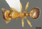 Worker Harpagoxenus canadensis specimen, dorsal view Ants,Formicidae,Sawflies, Ants, Wasps, Bees,Hymenoptera,Insects,Insecta,Arthropoda,Arthropods,Wetlands,Animalia,Terrestrial,Vulnerable,Forest,North America,IUCN Red List,Harpogoxenus