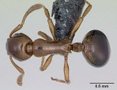 Worker shining guest ant specimen, dorsal view Formicoxenus,Europe,Vulnerable,Insecta,Asia,Arthropoda,Terrestrial,nitidulus,Animalia,Hymenoptera,Broadleaved,Formicidae,Carnivorous,IUCN Red List