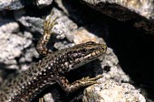 Carpetane rock lizard Adult,Chordata,Terrestrial,Carnivorous,cyreni,Europe,Iberolacerta,Lacertidae,Rock,Endangered,Squamata,Reptilia,Animalia,IUCN Red List