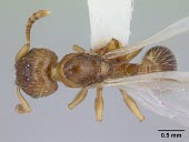 Winged queen Harpagoxenus canadensis specimen, dorsal view Ants,Formicidae,Sawflies, Ants, Wasps, Bees,Hymenoptera,Insects,Insecta,Arthropoda,Arthropods,Wetlands,Animalia,Terrestrial,Vulnerable,Forest,North America,IUCN Red List,Harpogoxenus