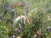 Nepenthes klossii in habitat Species in habitat shot,Habitat,Plantae,Magnoliopsida,Nepenthaceae,Terrestrial,Grassland,Photosynthetic,Nepenthes,CITES,Appendix II,Tracheophyta,Nepenthales,IUCN Red List,Asia,Vulnerable
