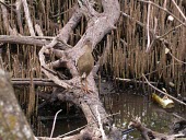 Plain-flanked rail in mangrove forest Adult,Omnivorous,Animalia,South America,Aves,Rallidae,Gruiformes,Salt marsh,wetmorei,Rallus,Terrestrial,Endangered,Mangrove,Chordata,IUCN Red List