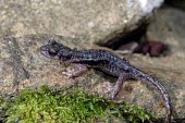 Supramonte cave salamander gripping to a rock Adult,Endangered,Plethodontidae,Animalia,Carnivorous,Europe,supramontis,Amphibia,Terrestrial,Aquatic,Speleomantes,Caudata,Chordata,Temperate,IUCN Red List