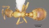 Worker Formicoxenus provancheri specimen, dorsal view Ants,Formicidae,Sawflies, Ants, Wasps, Bees,Hymenoptera,Insects,Insecta,Arthropoda,Arthropods,IUCN Red List,Animalia,Formicoxenus,North America,Terrestrial,Vulnerable