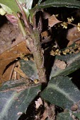 Spotted wintergreen stem, showing leaf bases Mature form,Magnoliophyta,Flowering Plants,Ericaceae,Magnoliopsida,Dicots,Ericales,Chimaphila,Plantae,Tracheophyta