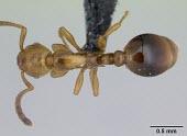 Male shining guest ant specimen, dorsal view Formicoxenus,Europe,Vulnerable,Insecta,Asia,Arthropoda,Terrestrial,nitidulus,Animalia,Hymenoptera,Broadleaved,Formicidae,Carnivorous,IUCN Red List