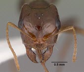 Rossomyrmex minuchae specimen, head detail Terrestrial,Animalia,Hymenoptera,Arthropoda,Europe,Vulnerable,Formicidae,Rossomyrmex,IUCN Red List,Insecta