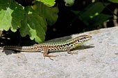 Skyros wall lizard Adult Male,Adult,Europe,Terrestrial,Omnivorous,Animalia,Vulnerable,Squamata,Rock,Lacertidae,Chordata,Scrub,Podarcis,Reptilia,IUCN Red List