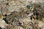 Cretan frog, lateral view Adult,Streams and rivers,Fresh water,Aquatic,Ranidae,Wetlands,Terrestrial,Anura,cretensis,Chordata,Ponds and lakes,Pelophylax,Animalia,Europe,Amphibia,Endangered,IUCN Red List