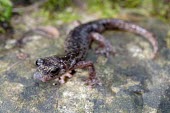 Supramonte cave salamander, anterior view Adult,Endangered,Plethodontidae,Animalia,Carnivorous,Europe,supramontis,Amphibia,Terrestrial,Aquatic,Speleomantes,Caudata,Chordata,Temperate,IUCN Red List