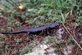Large alpine salamander crawling over vegetation Crawling,Locomotion,Adult,On land,Salamandridae,Terrestrial,Europe,Vulnerable,Carnivorous,Chordata,Caudata,lanzai,Mountains,Animalia,Temperate,Streams and rivers,Amphibia,Salamandra,IUCN Red List
