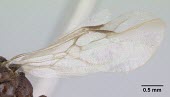 Male Harpagoxenus sublaevis specimen, wing detail IUCN Red List,Harpagoxenus,Terrestrial,Arthropoda,Animalia,Insecta,Hymenoptera,Vulnerable,Europe,Formicidae