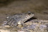 Karpathos frog on a rock Adult,Fresh water,Animalia,Ponds and lakes,IUCN Red List,Chordata,Aquatic,Amphibia,Anura,Pelophylax,Ranidae,Europe,Critically Endangered,Terrestrial,Streams and rivers,cerigensis