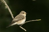 Spotted flycatcher on twig Adult,Perching Birds,Passeriformes,Chordates,Chordata,Aves,Birds,Old World Flycatchers,Muscicapidae,Flying,striata,Muscicapa,IUCN Red List,Broadleaved,Carnivorous,Agricultural,Animalia,Europe,Least Co