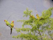 Group of red-fronted macaws in tree top Adult,Social behaviour,How does it live ?,Animalia,Psittacidae,Aves,Scrub,Endangered,Ara,Psittaciformes,rubrogenys,Flying,South America,Appendix I,Chordata,Appendix II,Herbivorous,IUCN Red List