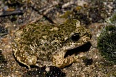 Betic midwife toad camouflaged against pebbles and moss Adult,Vulnerable,Streams and rivers,Omnivorous,Ponds and lakes,Alytes,Forest,Fresh water,Animalia,Aquatic,Temperate,Mountains,Alytidae,Terrestrial,Europe,Coniferous,Broadleaved,Anura,Amphibia,IUCN Red
