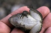 Karpathos frog on hand, showing ventral colouration Adult,Fresh water,Animalia,Ponds and lakes,IUCN Red List,Chordata,Aquatic,Amphibia,Anura,Pelophylax,Ranidae,Europe,Critically Endangered,Terrestrial,Streams and rivers,cerigensis