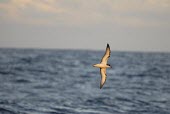 Adult Stejneger's petrel in flight Adult,Locomotion,Flying,Ciconiiformes,Herons Ibises Storks and Vultures,Procellariidae,Shearwaters and Petrels,Chordates,Chordata,Aves,Birds,Animalia,Pterodroma,South America,Vulnerable,longirostris,P