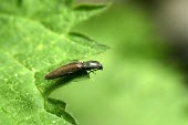 Hairy click beetle on leaf Synaptus,Endangered,Coleoptera,Arthropoda,Insecta,Animalia,Europe,Wetlands,Riparian,Elateridae,Terrestrial