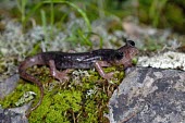 Sardinian cave salamander on moss Adult,Vulnerable,Caudata,Atylodes,Rock,Europe,Carnivorous,Plethodontidae,Forest,Terrestrial,Subterranean,Temperate,Animalia,IUCN Red List,Chordata,Amphibia