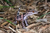 Kuroiwa's ground gecko (G.k.orientalis) Adult,Carnivorous,Terrestrial,IUCN Red List,Goniosaurus,Chordata,Sub-tropical,Reptilia,Forest,Asia,Gekkonidae,Animalia,Squamata,Endangered