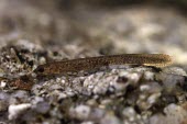 Gold-striped salamander larva Reproduction,Various larval or tadpole stages,Various larval stages,Subterranean,Vulnerable,Mountains,Streams and rivers,Temperate,Amphibia,Chioglossa,Chordata,Caudata,Rock,Animalia,Europe,lusitanica,
