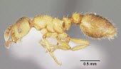 Worker Formicoxenus provancheri specimen, profile Ants,Formicidae,Sawflies, Ants, Wasps, Bees,Hymenoptera,Insects,Insecta,Arthropoda,Arthropods,IUCN Red List,Animalia,Formicoxenus,North America,Terrestrial,Vulnerable