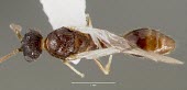 Male Harpagoxenus canadensis specimen, dorsal view Ants,Formicidae,Sawflies, Ants, Wasps, Bees,Hymenoptera,Insects,Insecta,Arthropoda,Arthropods,Wetlands,Animalia,Terrestrial,Vulnerable,Forest,North America,IUCN Red List,Harpogoxenus