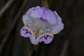 Gladiolus rogersii flower Flower,Tracheophyta,Photosynthetic,Magnoliopsida,Africa,Terrestrial,Gladiolus,Liliales,Plantae,Iridaceae