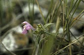 Red hemp-nettle flower Flower,Lamiales,Magnoliophyta,Flowering Plants,Mint Family,Lamiaceae,Magnoliopsida,Dicots,Plantae,Photosynthetic,Anthophyta,Terrestrial,Agricultural,Galeopsis,Europe,Urban