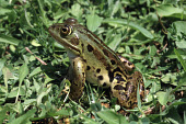 Albanian water frog Adult,Wetlands,Amphibia,Ranidae,Aquatic,Terrestrial,IUCN Red List,Endangered,shqipericus,Chordata,Anura,Pelophylax,Europe,Fresh water,Animalia