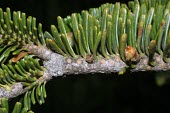 Fraser fir branch Plantae,Coniferales,IUCN Red List,Endangered,Terrestrial,Abies,Tracheophyta,Mountains,Coniferopsida,fraseri,North America,Pinaceae