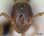 Winged queen shining guest ant specimen, head detail Formicoxenus,Europe,Vulnerable,Insecta,Asia,Arthropoda,Terrestrial,nitidulus,Animalia,Hymenoptera,Broadleaved,Formicidae,Carnivorous,IUCN Red List