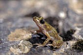 Side profile of Mallorcan midwife toad Adult,Terrestrial,Discoglossidae,muletensis,Anura,Critically Endangered,Europe,Animalia,Chordata,Aquatic,Streams and rivers,Alytes,Carnivorous,Amphibia,IUCN Red List,Vulnerable